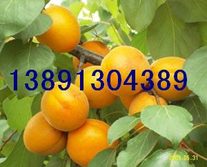 ��̫��ӻ���/�����̫��Ӯa��/�P����/�����Ӄr��/�������l����