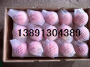 �����켈���t��ʿ�O���a�؃r��