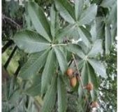 娑羅果提取物Horse Chestn(圖)