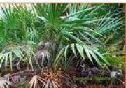 ��~����ȡ��Saw palmetto(�D)