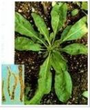 ���{����ȡ��Radix isatid(�D)