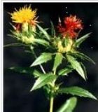 �t����ȡ��Flos Carthami(�D)