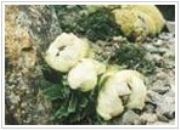 ѩɏ����ȡ��Snow Lotus H(�D)