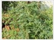 決明子提取物Cassia Seed(圖)