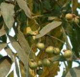 �o������ȡ��Sapindus muk(�D)