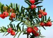 供應(yīng)紫杉醇Paclitaxel (圖)