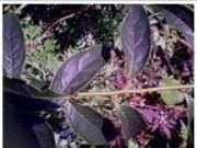 ���ىASinomenine(�D)