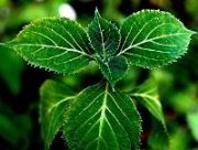 �����eYohimbine hydro(�D)