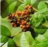 �����ǉAEvodiamine(�D)