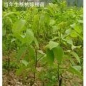 ɽ�������������O���痗����������Ҙ���