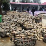 �F��ɏź�硡ɏź�N�ӡ���ź�N�硡�߮a(ch��n)ź�N