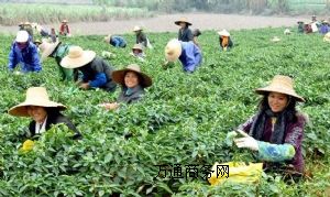 �V�|տ���ཷ�������a���l  տ���ཷ���a���� �̓r���l ȫ���l