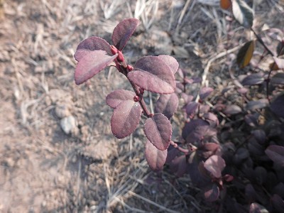 ���t�������S��С�硢���t�������S����ء��t���N��