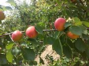 2017����P���Ӄr������