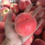 陜西鄭三毛桃,突圍毛桃,紅不軟毛桃價格