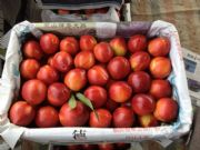 ����������Ѓr������12�������l