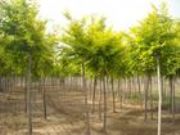 供應(yīng)金葉榆 河北金葉榆 矮接金葉榆(圖)