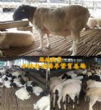 �|Դ���B(y��ng)��һ��������ж��٣��B(y��ng)ֳ�Ų��������