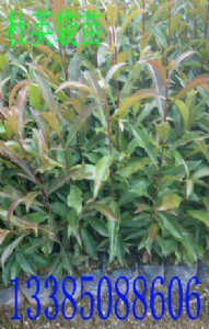 ��Ӣ���� ��Ӣ�N�� ɽ��Ӣ�� ��Ӣ����