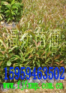 ɽ��Ӣ���� ɽ��Ӣ�r�� ɽ��Ӣ�DƬ