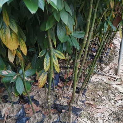 �㽭骴��� �㽭�������  �߶�50�����㽭骱���