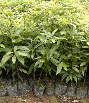 高度50厘米楠木袋苗