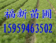 濕地松 濕地松種子 濕地松苗 濕地松袋苗