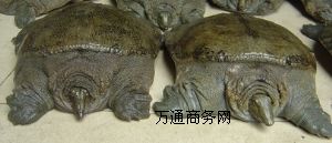 ����ɽ���M