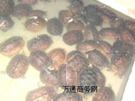 ����Խ�ϷNʯ���X���N��