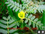 ����޼��ȡ��