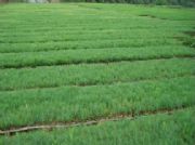 ��������001̖�Rβ���������� ���������� ��ľ��