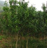 �����V����đľ��2̖�� �����F������� ����� ��đľ