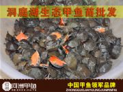 重慶洞庭湖仿野生甲魚苗價格行情