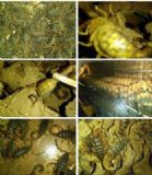 �|�IЫ���B(y��ng)ֳ