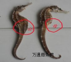 ���RҰ�����Rȫ������