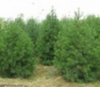 2米白皮松+3米白皮松+2米白皮松+3米白皮松+白皮松價格