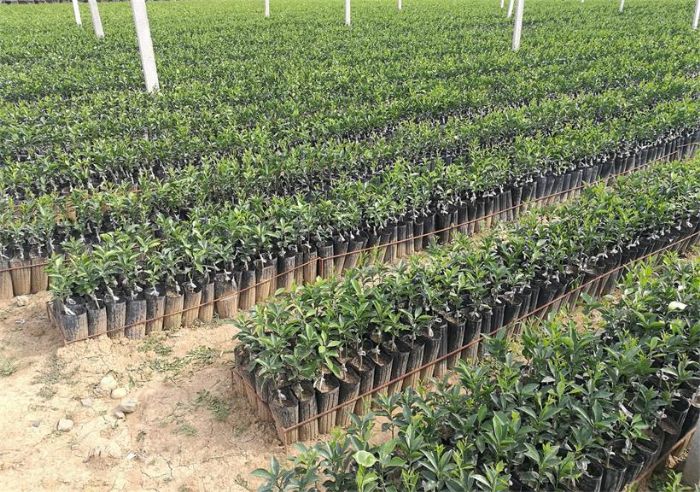 ����ǧ˼�r�ֿƼ����޹�˾