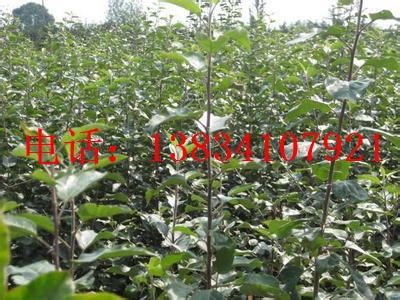 �O����-�O��������-�O�����Ʒ��-�O����Ʒ��