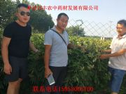 ɽ�|�ʝ�����ĵ���N��