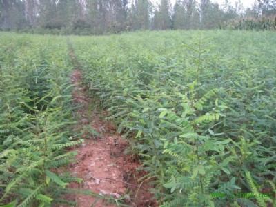 皂角苗大量出售、1年生皂角苗