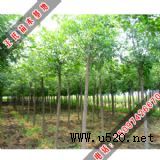 ��Ϟ�C������ľ�°lչ(�D)