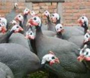 �V�������u�磬�r��ã����B(y��ng)ֳ