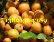 ���¶�ؽ�̫��Ӯa(ch��n)�����l(f��)��������