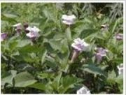 �����ȡ��Upright Datu(�D)