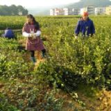 �Ͳ�޽���,�����Ͳ���,�Ͳ�NֲЧ��