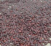 ����(y��ng)ƽ�����_�h�����鶹���μo(j��)��Ʒ܇��(�D)