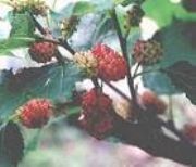 ����(y��ng)���_���� �M�˅�����rt5 ԭ�˅����� ԭ�˅�����